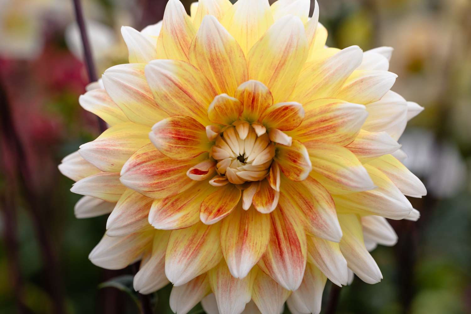 Daalia 'Peaches and Cream'